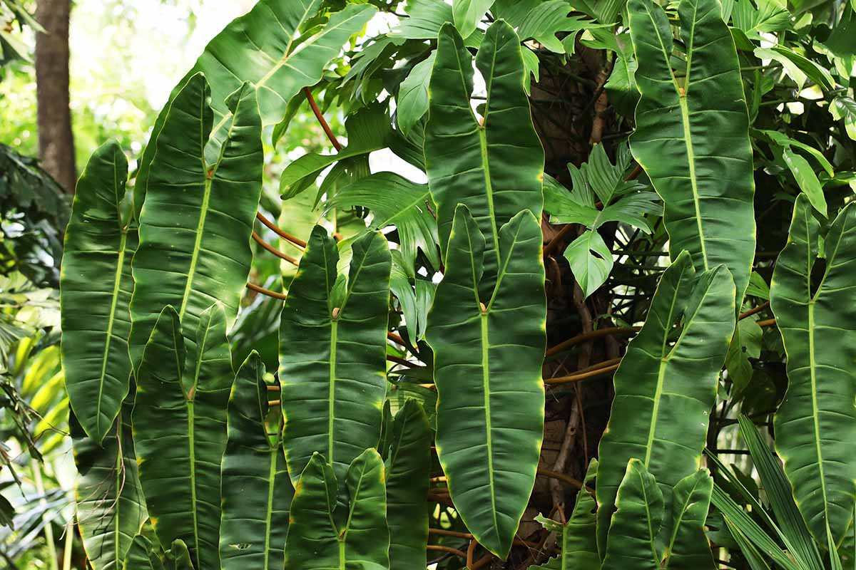 A close up horizontal image of a large Bille philodendron growing in the garden outdoors.