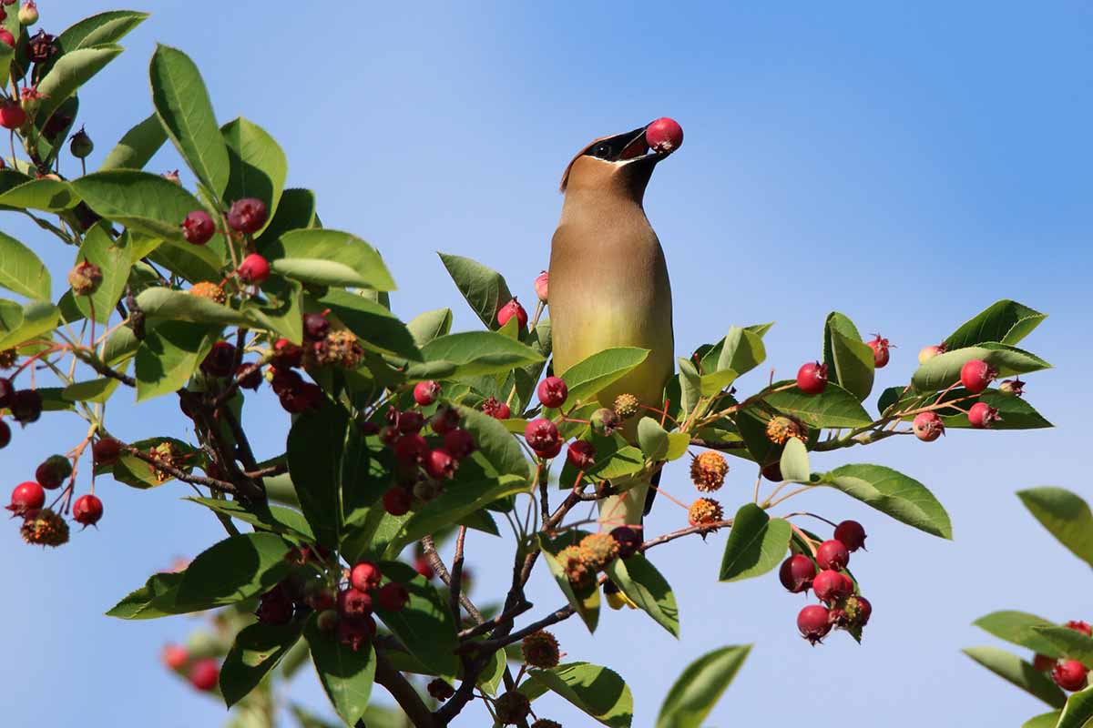 A horizontal photo of a cedar waxwing bird in serviceberry tree eating serviceberries with blue clear sky in the background on a warm spring day.