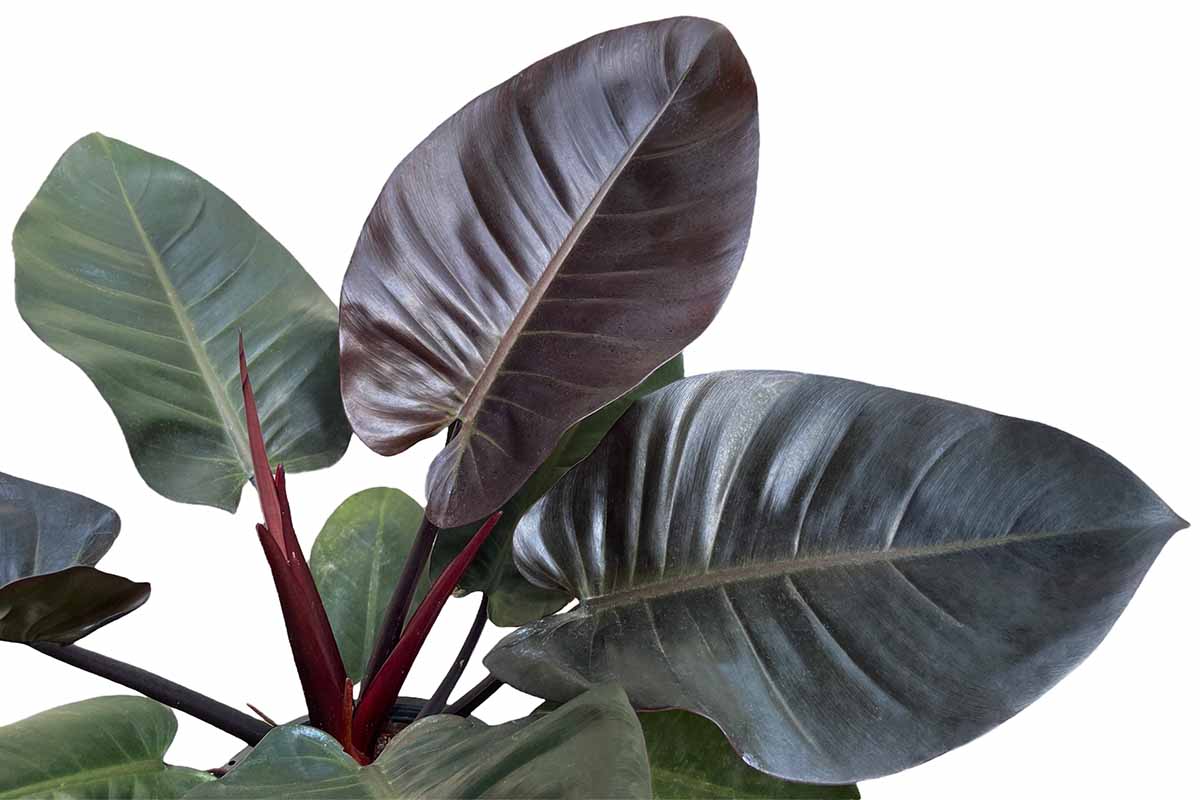 A close up horizontal image of the deep burgundy and dark green foliage of 'Black Cardinal' philodendron isolated on a white background.