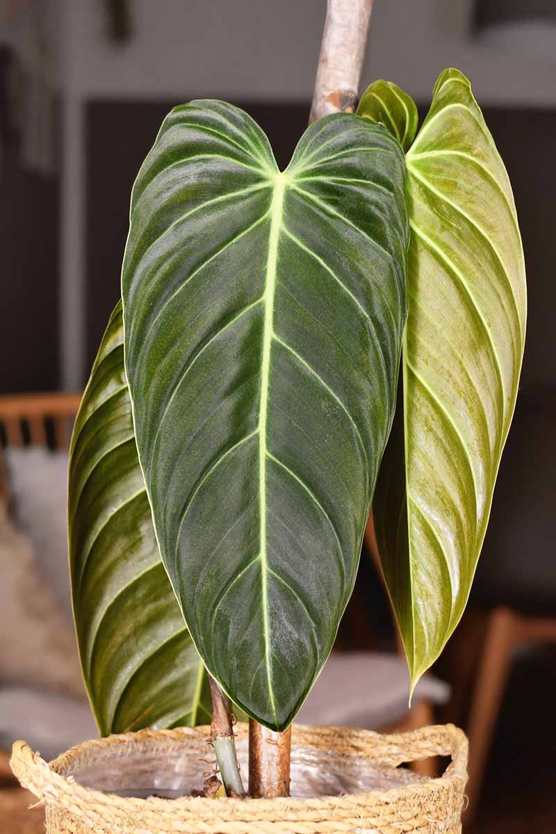 A close up vertical image of the large elongated leaves of 'Black Gold' philodendron growing in a decorative pot indoors.