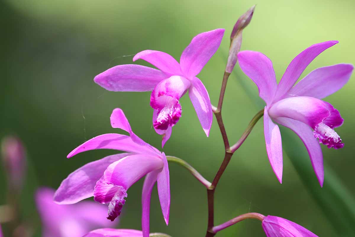 A horizontal close up of a purple blooming Bletilla flower pictured on a soft focus background.