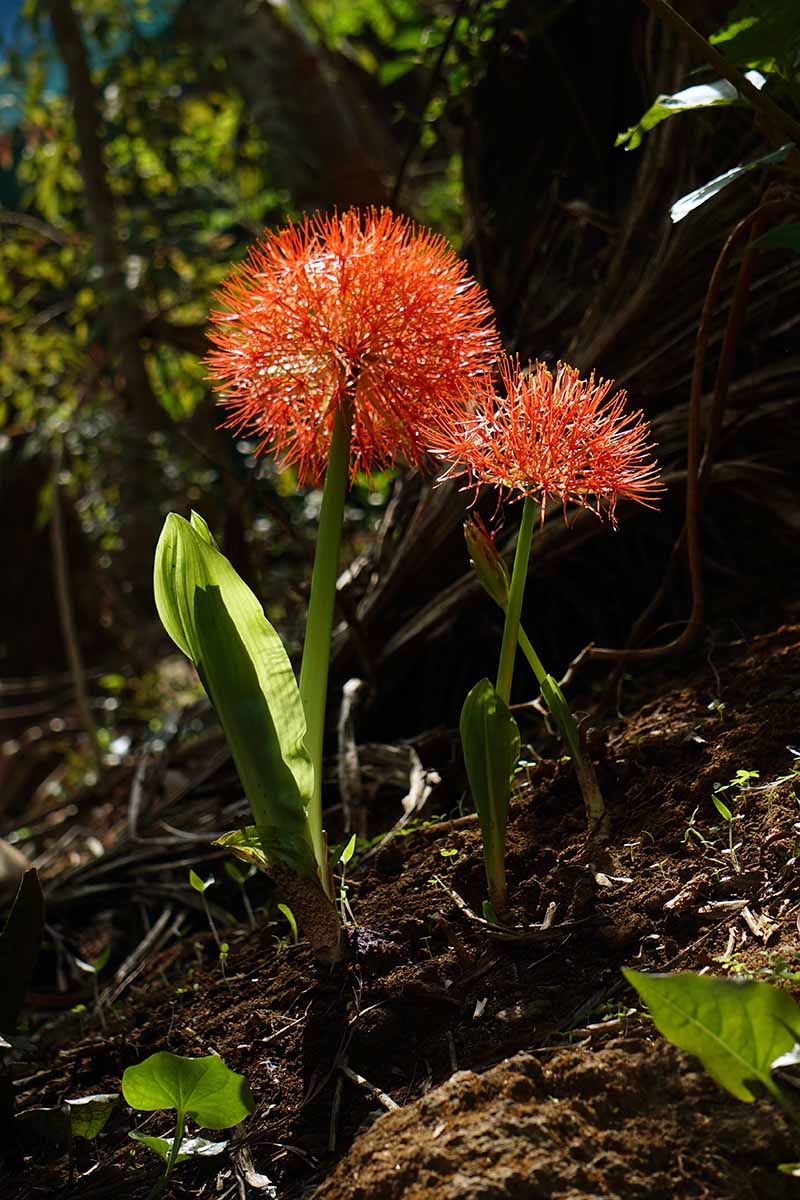 A vertical shot of blood lily )Scadoxus multiflorus) growing from a shaded patch of soil in an outdoor garden.