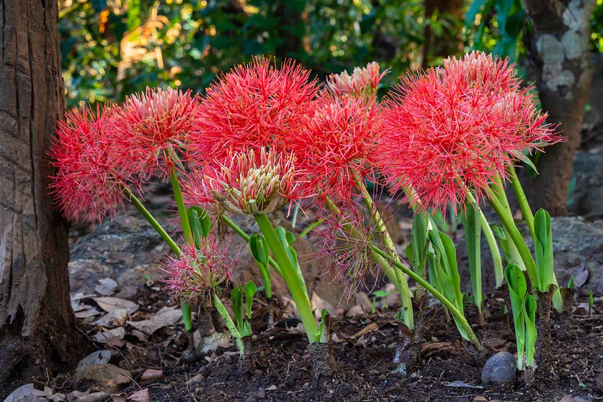 A closeup horizontal view of bright orange-red flowers of blood lily (Scadoxus multiflorus) blooming in a tropical garden with a natural environment in the background.