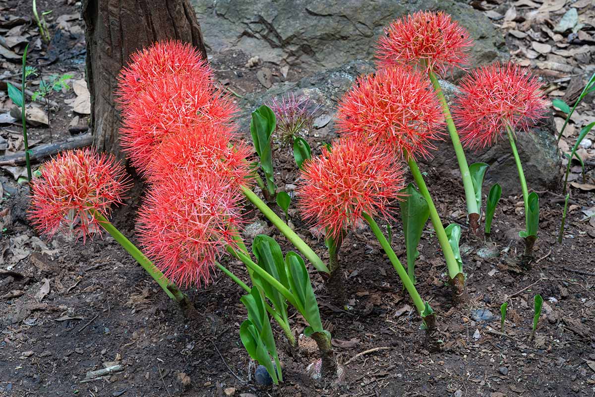 A horizontal, closeup view of a group of orange-red blood lily flowers blooming outdoors in a tropical garden next to rocks and a tree.