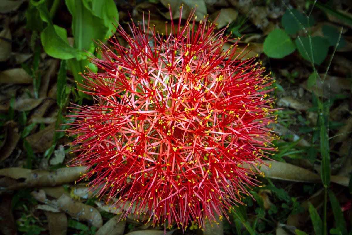 A horizontal, overhead shot of a fully bloomed blood lily flower on the island of Guimaras in the Philippines.