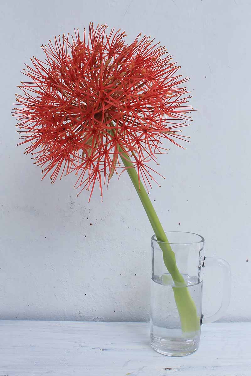 A vertical image of a cut blood lily (Scadoxus multiflorus) flower leaning sideways in a half-full pitcher of water placed on a white table, all in front of a white wall.