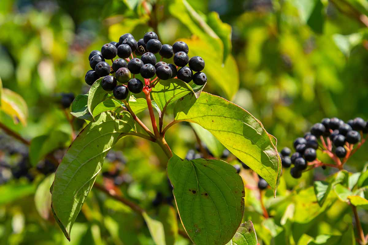 A horizontal image of the fruits and leaves of a Cornus sanguinea shrub growing outdoors.