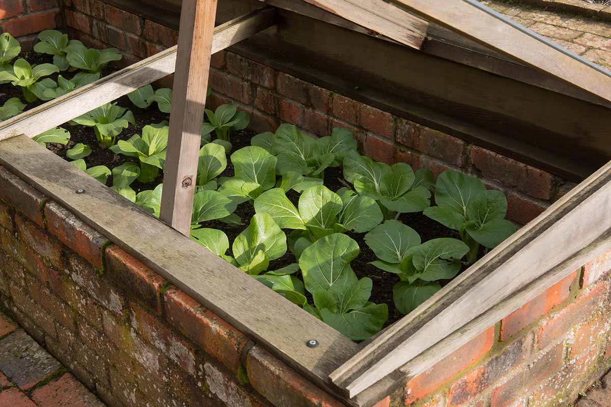 A close up horizontal image of bok choy growing in a brick-sided cold frame.