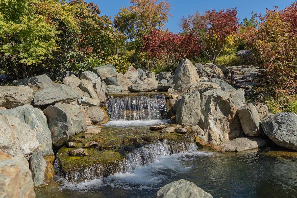 A horizontal image of a triple waterfall at Krasnodar Japanese Garden in Galitsky Park. There are Japanese maples with red fall foliage growing on huge stones surrounding a picturesque man-made waterfall.