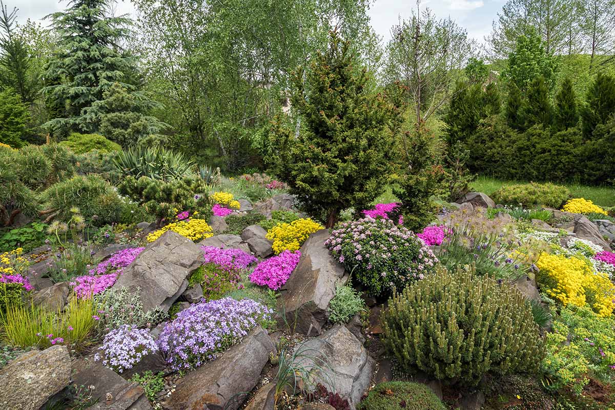 A horizontal image of a beautiful outdoor rock garden filled with large stones, conifers, and colorful flowers.