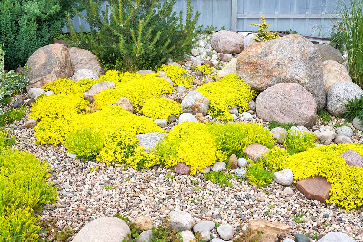 A horizontal image of an outdoor rock garden growing with sedum, grasses, and conifers.