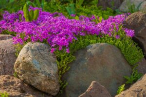 A horizontal image of lush lilac flowers growing among large stones outdoors.