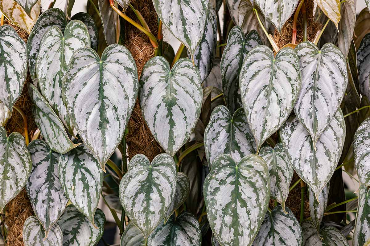 A close up horizontal image of the silvery green variegated foliage of 'Brandi' philodendron growing up moss poles.