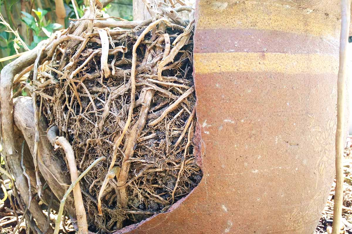 A close up horizontal image of a broken terra cotta pot in the garden.