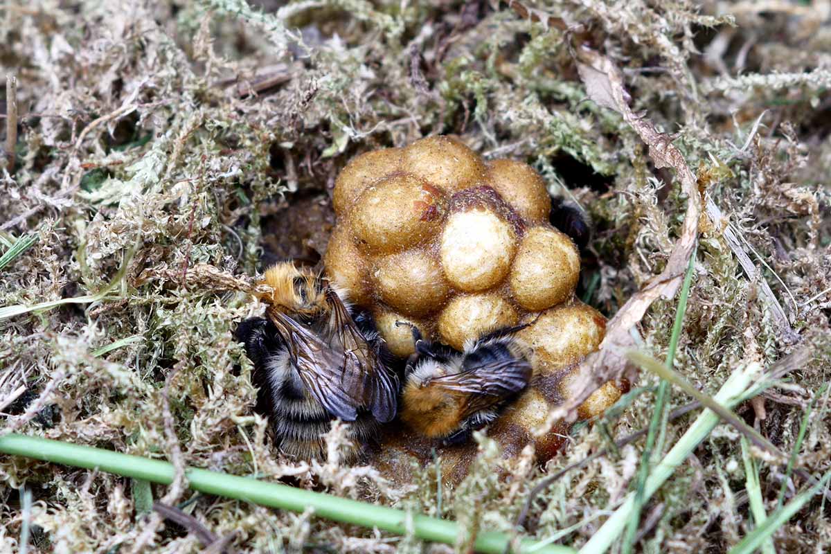 A close up horizontal image of a bumblebee nest in moss.