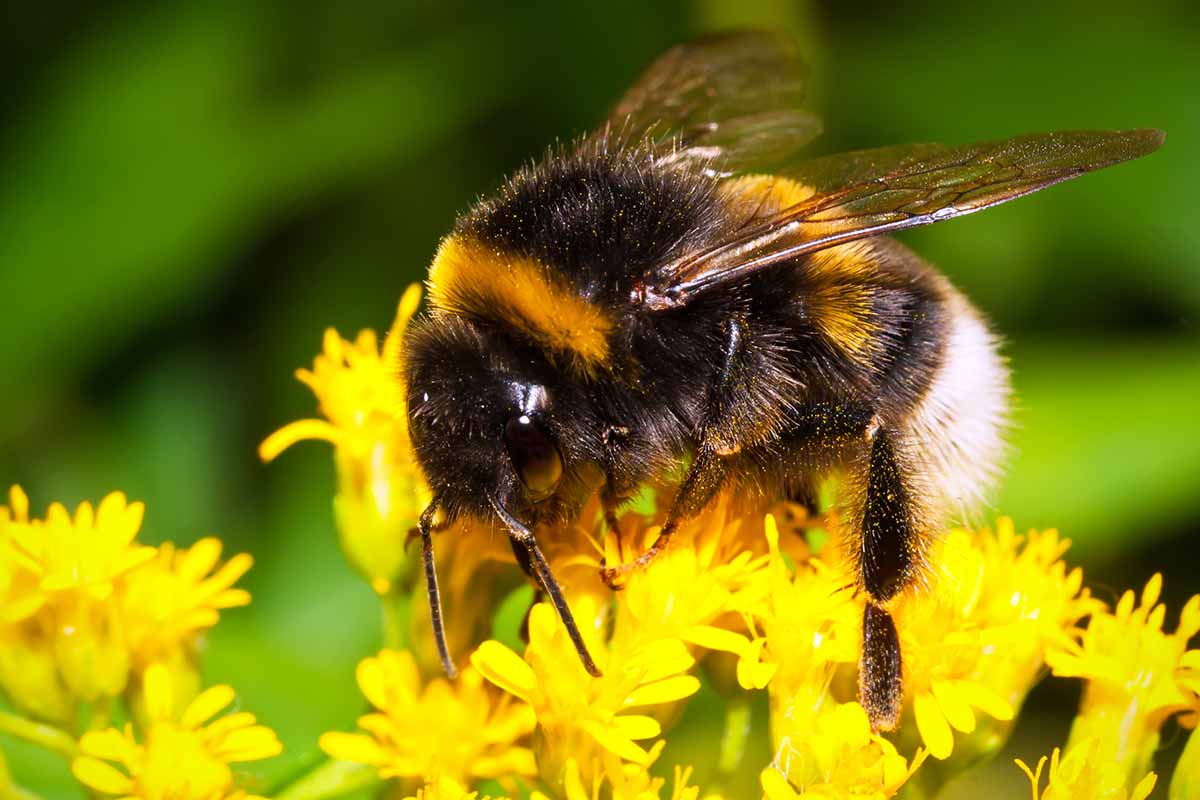 A close up horizontal image of a bumblebee feeding on a yellow flower, pictured on a soft focus background.