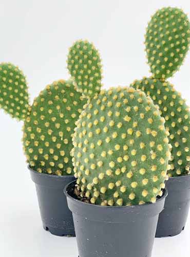 A vertical product shot of three Bunny Ear prickly pear cactus in gray nursery pots against a white background.