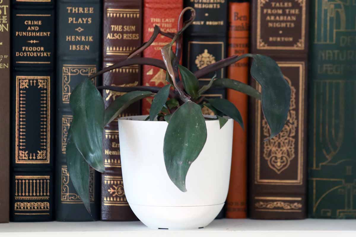A close up horizontal image of a small 'Burgundy Princess' growing in a white pot set on a bookcase.