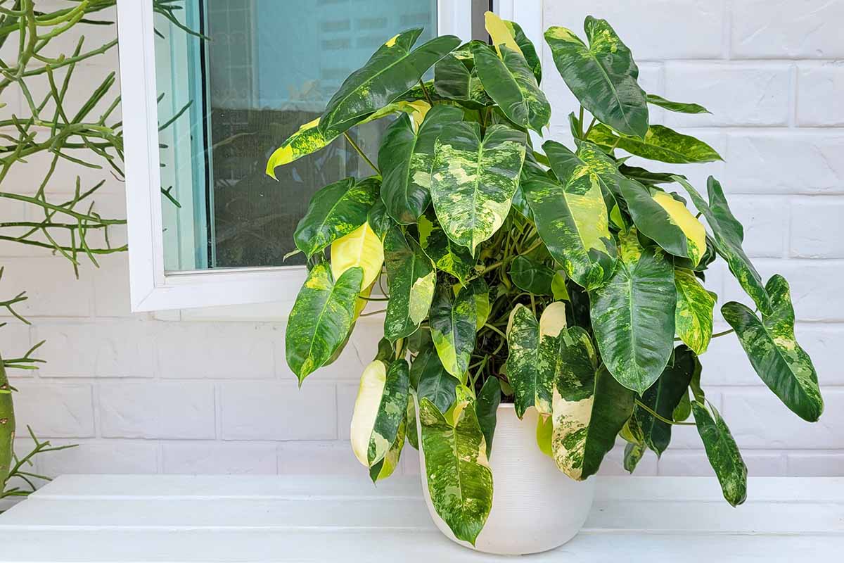 A horizontal image of 'Burle Marx' philodendron with variegated foliage growing in a white pot set on a white surface outdoors with a window in the background.