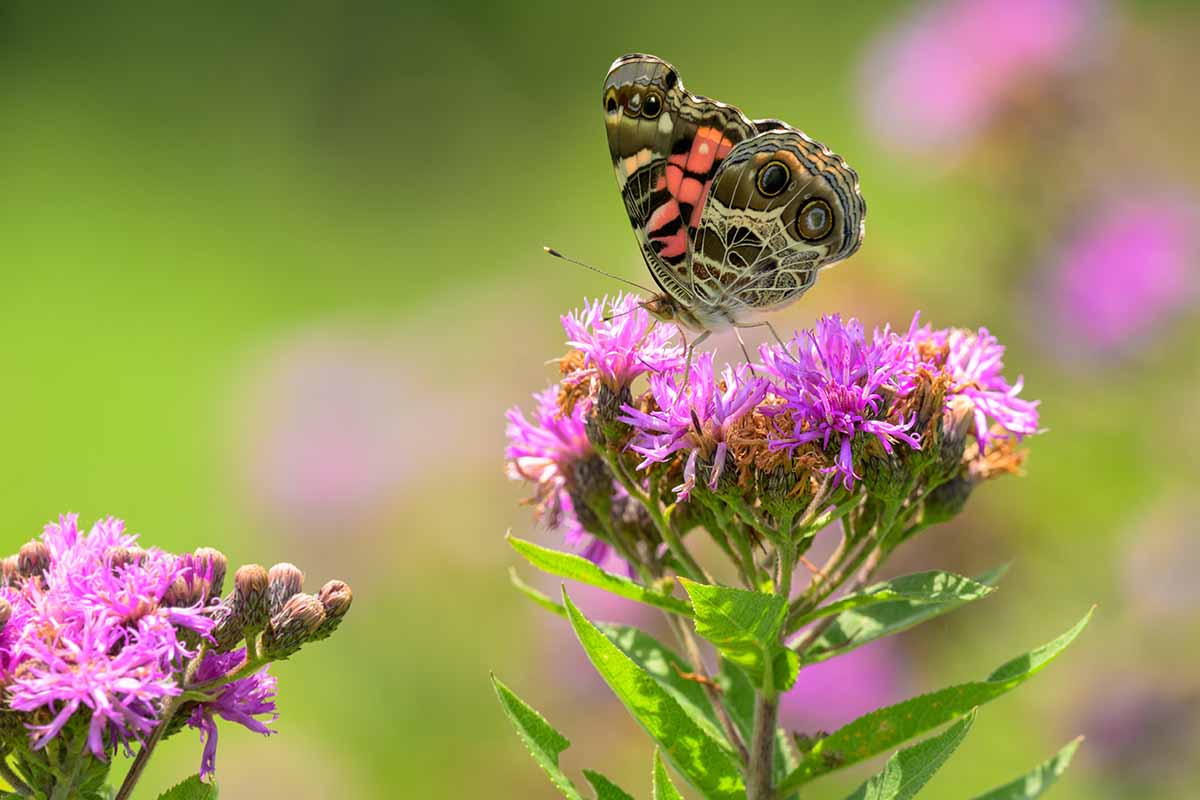A close up horizontal image of an American lady butterfly feeding on a pink ironweed flower pictured in bright sunshine on a soft focus background.