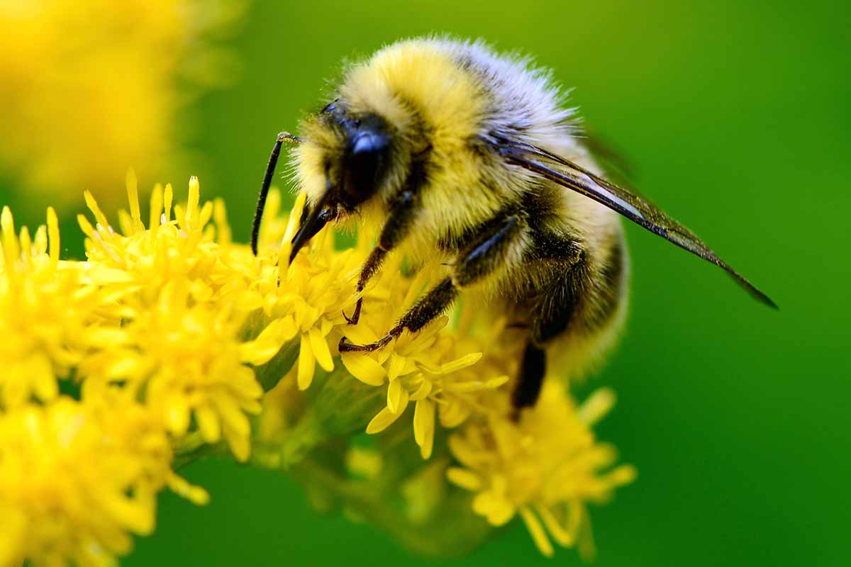 A close up horizontal image of a bumblebee (Bombus lucorum) feeding from a yellow flower cluster, pictured on a soft focus green background.