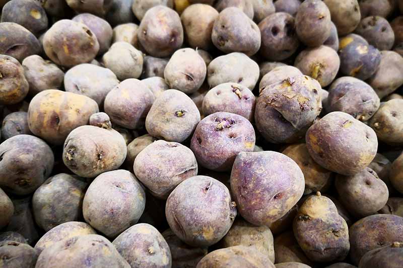 A close up horizontal image of a pile of Canary black potatoes freshly harvested.