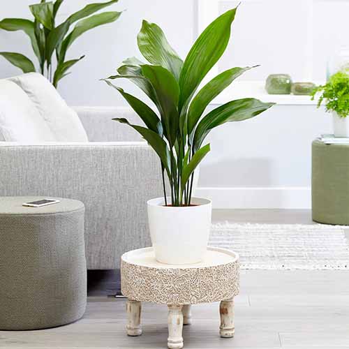 A square product shot of a cast-iron plant in a white pot sitting on a wooden footstool in a living room.