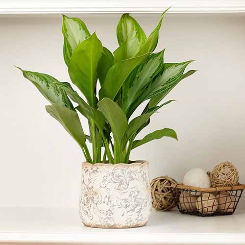 A square product photo of a Chinese evergreen in a wooden planter.