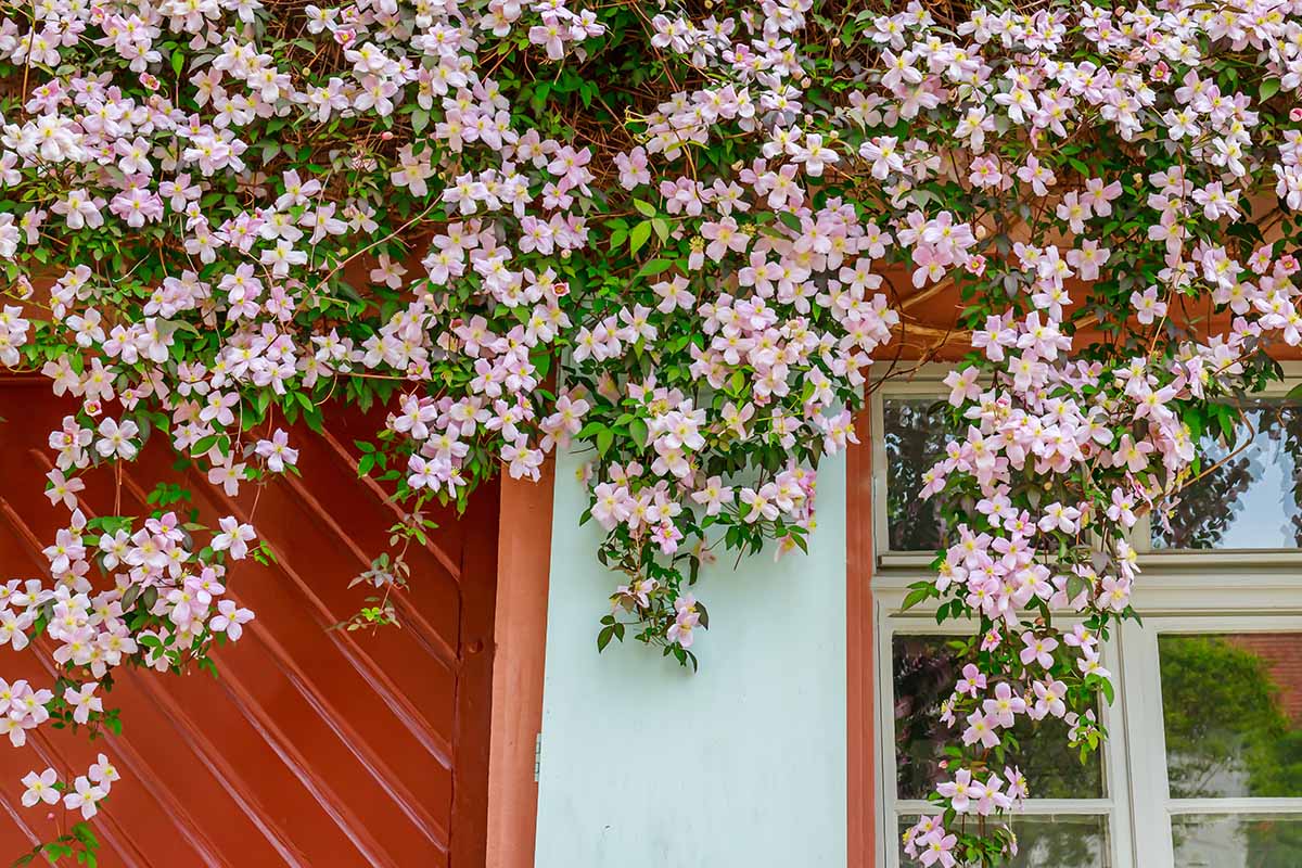 A close up horizontal image of a pink clematis vine spilling over the side of a residence.