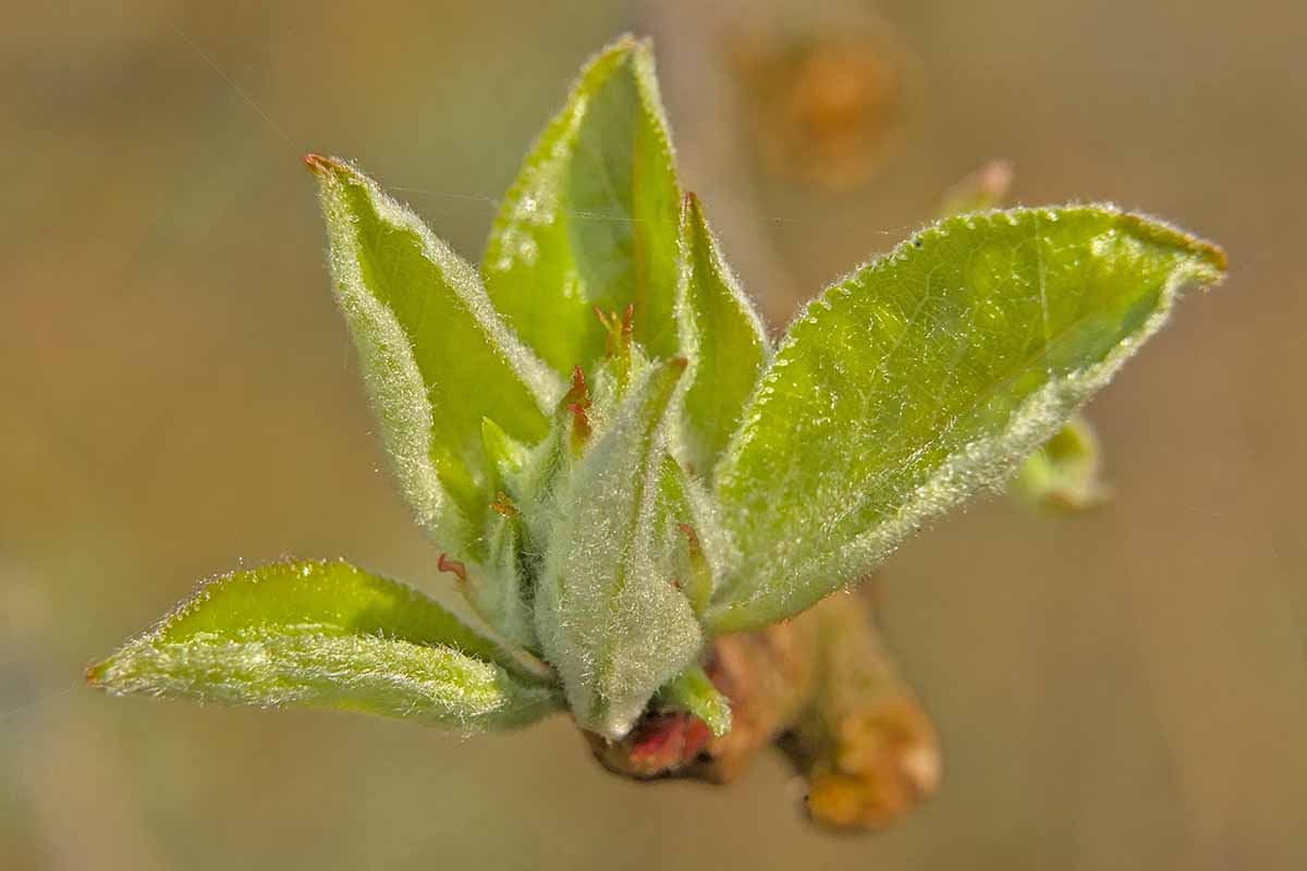 A horizontal closeup and selective focus with bokeh background of a sprouting serviceberry leaf.