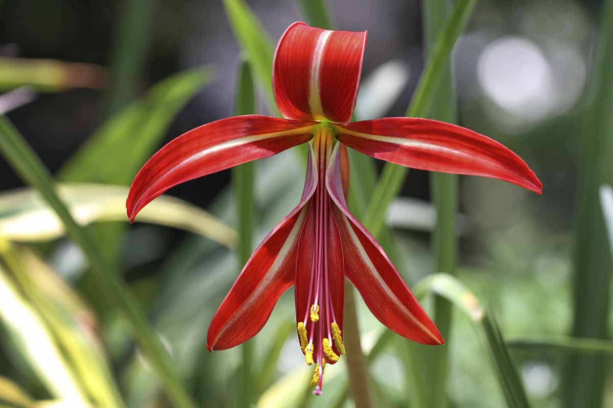 A horizontal shot of a red Aztec lily flower - with a white midrib running down the center of each petal growing in front of blurry background of green foliage.