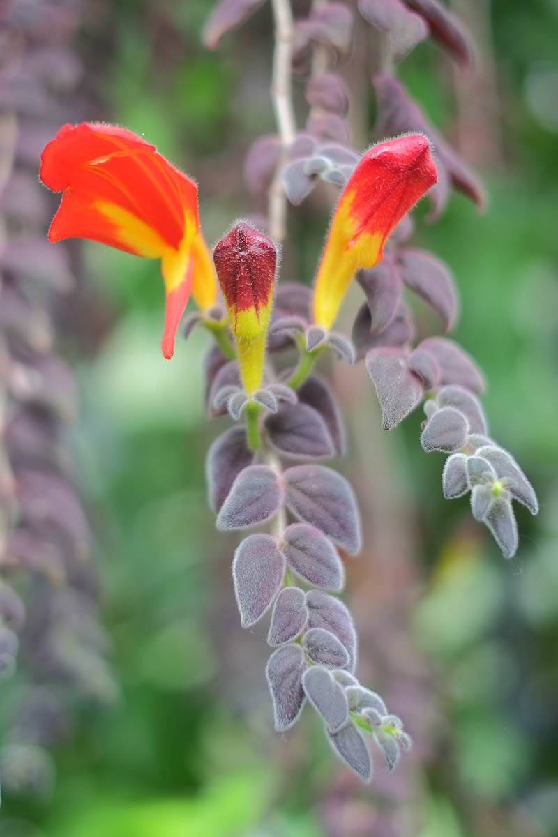 A close up of a Columnea gloriosa plant with velvety leaves and red and yellow flowers pictured on a soft focus background.