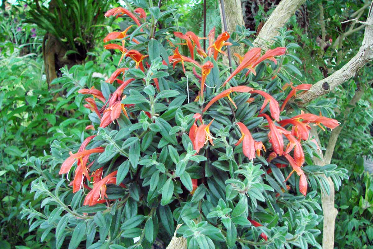 A close up horizontal image of a Columnea hirta plant with bright red flowers growing outdoors.