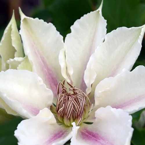 A close up square image of a pink and white 'Corinne' clematis flower pictured on a soft focus background.