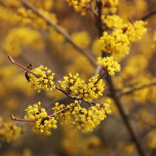 A square image of yellow flower clusters blooming on the branch of a cornelian cherry growing outdoors.
