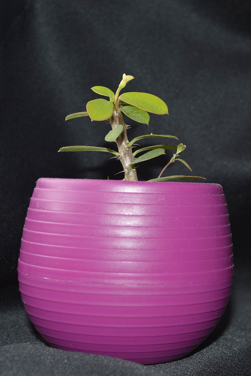 A close up vertical image of a crown of thorns cutting growing in a small pink pot isolated on a soft focus background.