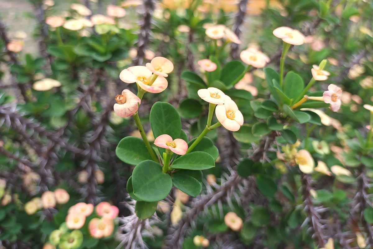A close up horizontal image of crown of thorns with yellow flowers growing in the garden.