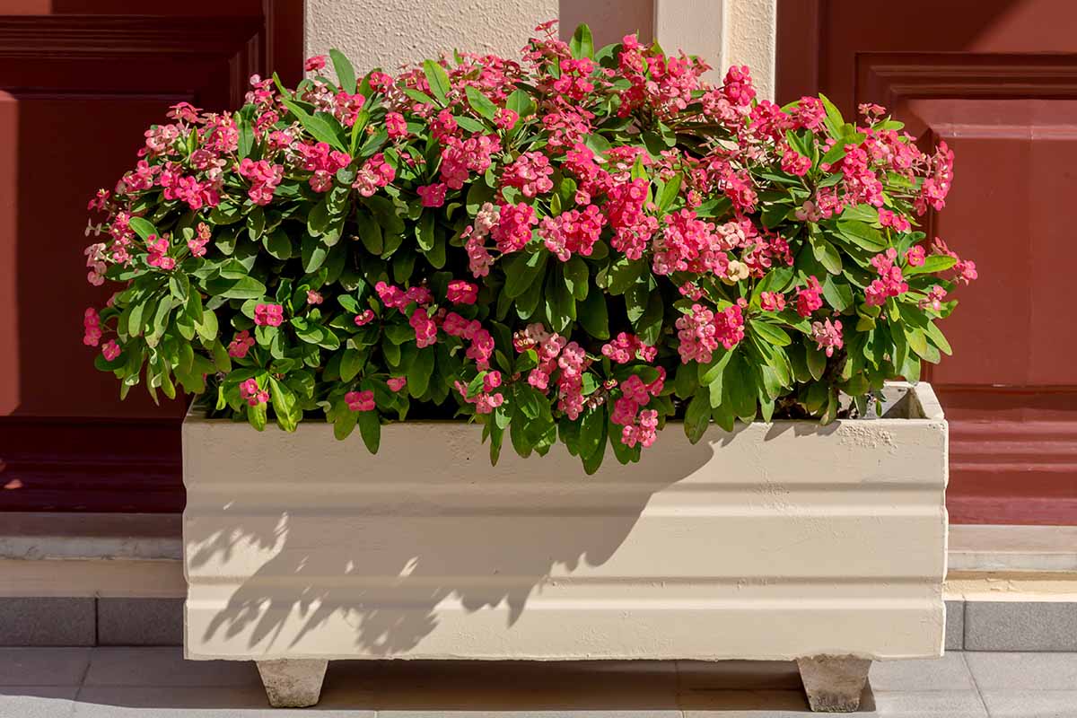 A horizontal image of crown of thorns growing in a window box, in full bloom with bright pink flowers, pictured in light sunshine.