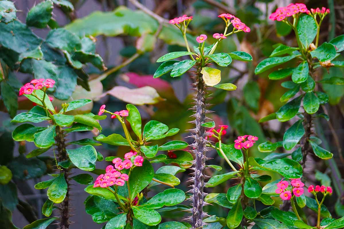 A horizontal image of the spiky stems and pink flowers of crown of thorns growing in the garden pictured on a soft focus background.