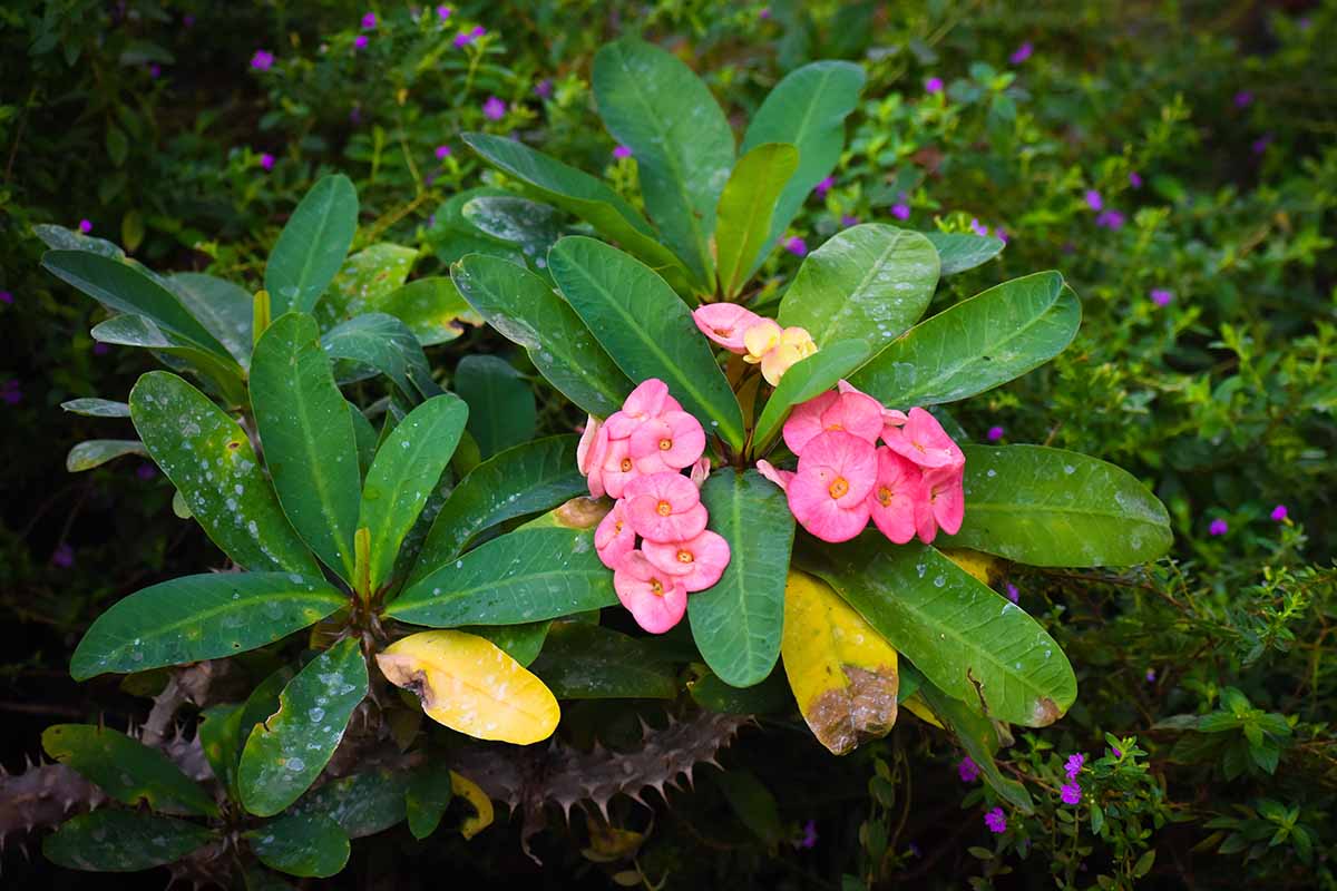 A close up horizontal image of Euphorbia millii growing in the garden with bright pink flowers and ground cover in soft focus in the background.
