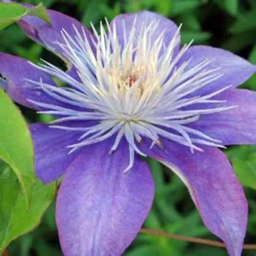 A close up square image of a single Crystal Fountain clematis flower with foliage in soft focus in the background.