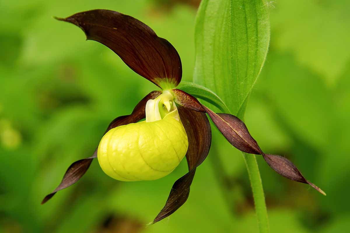 A horizontal close up photo of a cypripedium slipper orchid flower with dark petals and a light green center.