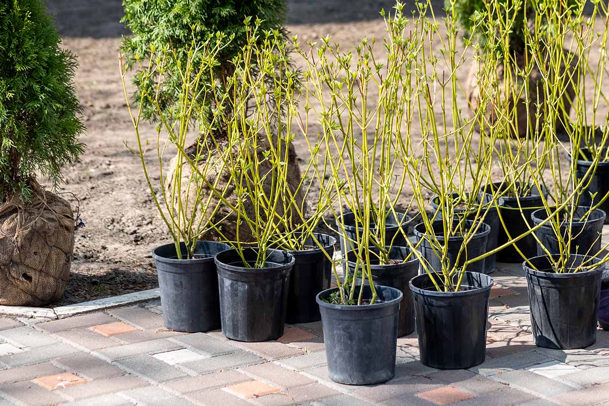 A horizontal image of potted dogwood starts in front of balled-and-burlapped arbovitae plants at an outdoor plant nursery.