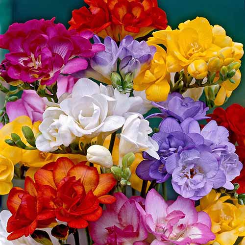 A close up square image of colorful double petaled freesias in a vase indoors.