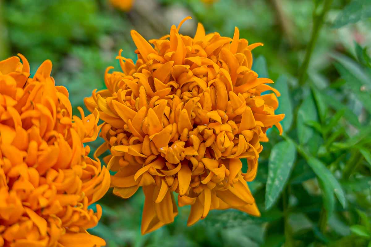 A close up horizontal image of a double-petaled marigold flower growing in the garden.