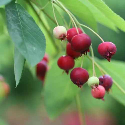 A square close up of a downy serviceberry branch with red and white berries.