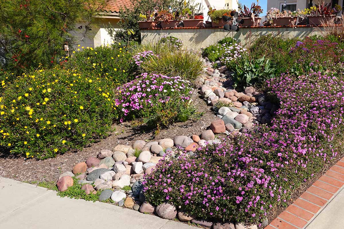 A horizontal image of a drought-tolerant landscape filled with a variety of different flowers and plantings.