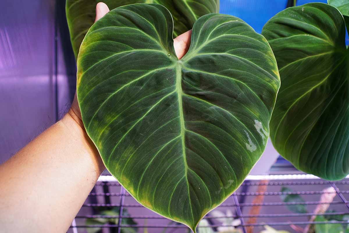 A horizontal image of a hand from the left of the frame holding a single large leaf of 'El Choco Red' philodendron.