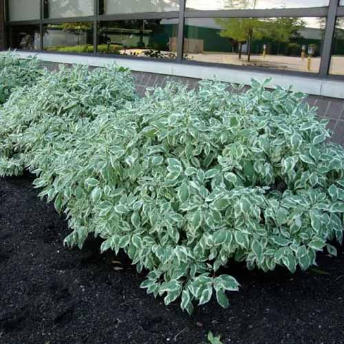 A square image of some variegated Cornus alba 'Elegantissima' shrubs in a line outdoors, placed in front of a building window.