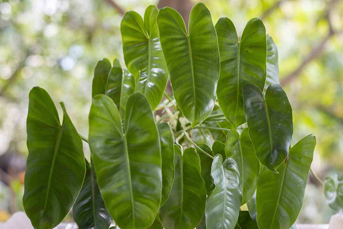 A close up horizontal image of an elephant-ear philodendron growing in a pot indoors, pictured on a soft focus background.